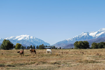 Wall Mural - Horses near Park City, Utah