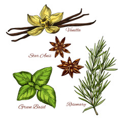 Wall Mural - Sketch icons of vecor spices and herbal flavorings