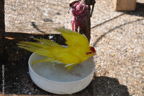Oiseau Kakariki Front Rouge Lutino Qui De Baigne Buy This