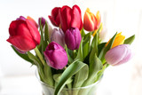 Fototapeta Tulipany - Colorful tulips with white background