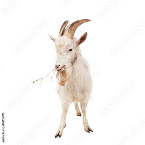 Fotografia  White goat isolated on white background.