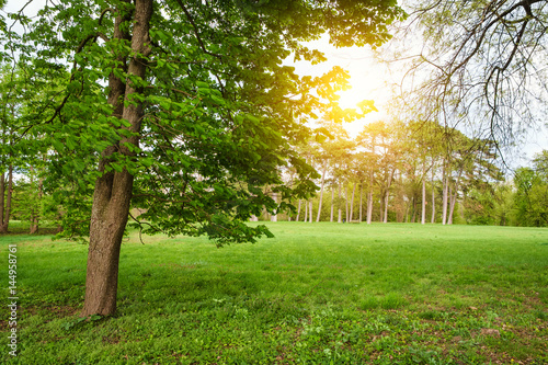 Foto Sunlight in the green forest springtime