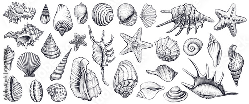 Fotografía Seashells vector set. Hand drawn illustrations.
