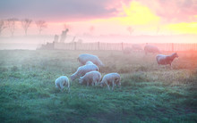 Sheep And Lambs Graze On Pasture At Sunrise