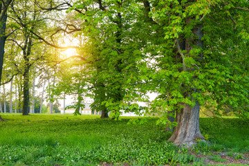 Canvas Print - Sunlight in the green forest springtime