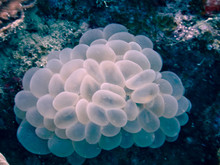 Bubble Coral In Amami-oshima Island In Kagoshima, Japan