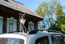 Black And White Cat Stands On Roof Of Car Near Village House.