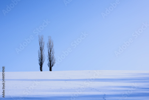 北海道 美瑛の雪景色stock Photo Adobe Stock 北海道 美瑛の雪景色stock Photo Adobe Stock