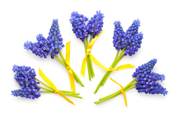 Wall Mural - Muscari Flowers Isolated on White Background