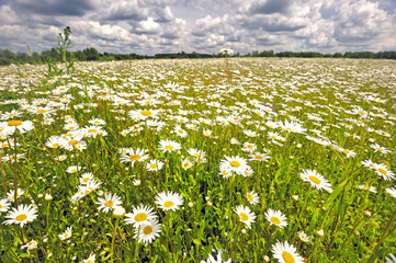 Wall Mural - The meadow of daisies