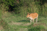 Fototapeta Psy - Single cow in meadow,selective focus.