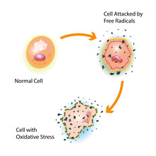 Cell Oxidative Stress
