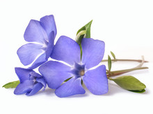 Bright Violet Wild Periwinkle Flower