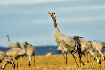 Canvas Print - Eurasian crane