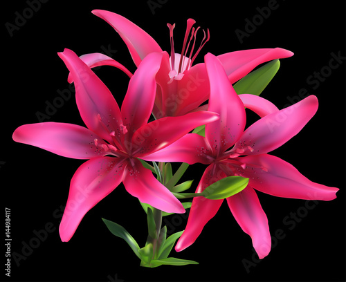 isolated on black three dark pink lilies in green leaves © Alexander Potapov
