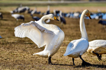 Canvas Print - Whooper swan