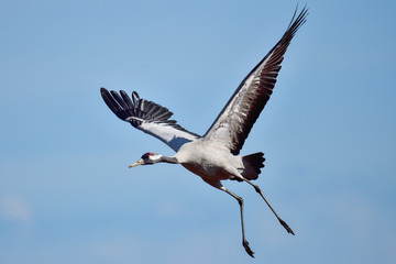 Canvas Print - Eurasian crane