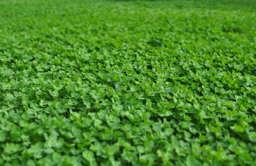 Green clover field background.