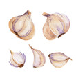 watercolor illustration of garlic vegetable on white