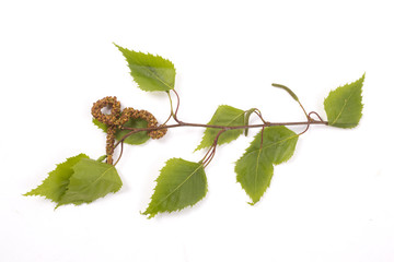 birch tree, catkin