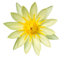 Yellow Lotus Flower Isolated On White With Clipping Path