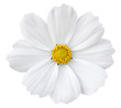 White cosmos flower isolated on white with clipping path