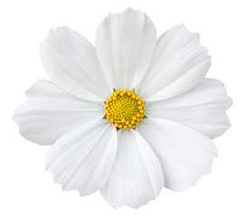 white cosmos flower isolated on white with clipping path