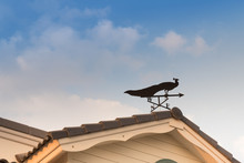 Weathervane With Peacock Above An Arrow And The Four Cardinal Points North East West South