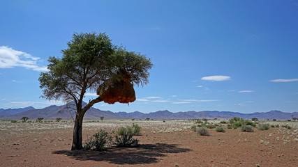 Weaver Birds Nest in Namibia