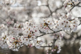 Fototapeta Kuchnia - Cherry Blossom