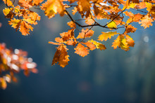 Autumn Leaves, , Selective Focus