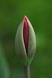 Fototapeta Do akwarium - flower detail - beautiful green and pink tulip bud