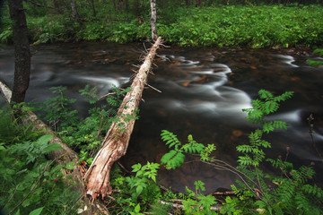 River in the forest.