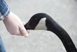 Young Hand Feeding Canada Goose
