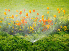 Smart Garden Activated With Full Automatic Sprinkler Irrigation System Working Early In The Morning In Green Park - Watering Lawn And Colourful Flowers Tulips Narcissus And Other Types Of Spring Flowe