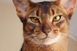 Close portrait of abyssinian cat,