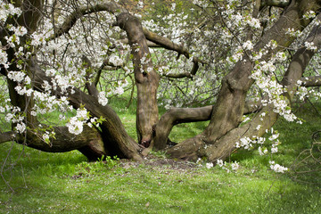 sprawling apple tree 2