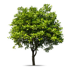 Wall Mural - Tree isolated on a white background, Can be used a tree for part assembly to your designs or images.