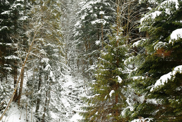 Canvas Print - Beautiful landscape with forest at resort on winter day