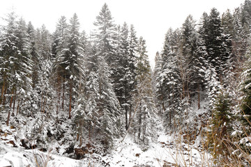 Canvas Print - Beautiful landscape with forest at resort on winter day