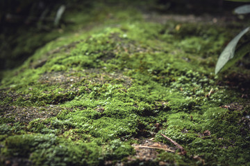 Mossy stone surface in forest with blurred background