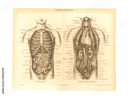 アンティークの人体解剖図 Adobe Stock でこのストックイラストを購入して 類似のイラストをさらに検索 Adobe Stock