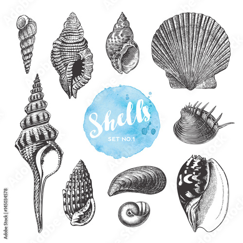 Fotografía summer, beach and ocean vector design elements: collection of hand drawn sea she