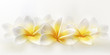  plumeria or frangipani flowers