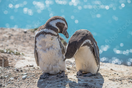 Fotografie, Obraz Magellanic penguins at the nest, peninsula Valdes, Patagonia