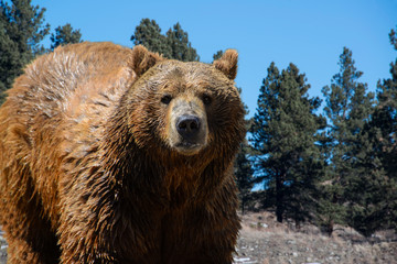 Wall Mural - grizzly bear closeup in pine forest mountains