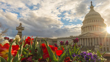 Spring Blooms At The United States Capitol