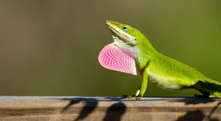 Carolina Anole with displayed dewlap