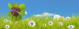 Fototapeta  -  trèfle à quatre feuilles et fleurs blanches parmi les herbes, fond ciel bleu 