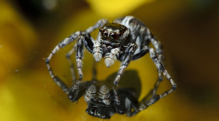 Wall Mural - Beautiful Spider on glass, Jumping Spider in Thailand, Plexippus paykulli